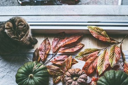 甜蜜的猫坐在窗边，上面摆着五颜六色的有机农场南瓜，上面有秋叶，俯瞰。舒适的秋季居家生活方式