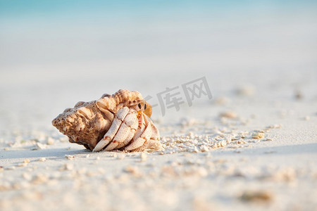 在马尔代夫海滩上的寄居蟹