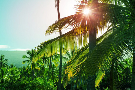 热带海滩上的绿棕榈