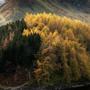 秋天的史诗景观图像与充满活力的松树和落叶松对豪斯水和高斯泰尔峰的雄伟设置在湖区