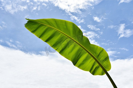 香蕉叶背景/绿色热带植物性质与新鲜香蕉叶在云蓝天在明亮的日子 