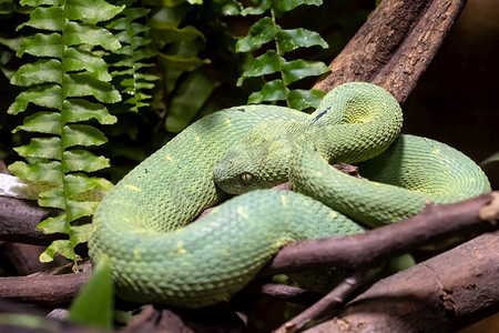 有毒的布什毒蛇 (atheris squamigera) 在树上