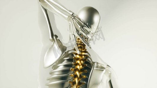 人体骨骼疼痛摄影照片_人体脊柱骨骼与器官的骨骼模型。带器官的人体脊柱骨骼模型