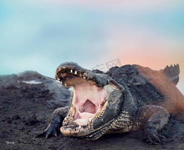 张嘴的大型美洲扬子鳄。大型美洲扬子鳄