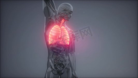 肺部患者摄影照片_人体肺部发光的科学解剖扫描人体肺放射学检查