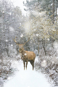 美丽的红鹿在雪覆盖冬季森林景观在大雪风暴