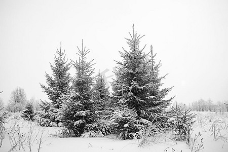 圣诞节风景与年轻的冷杉树和雪在一个领域