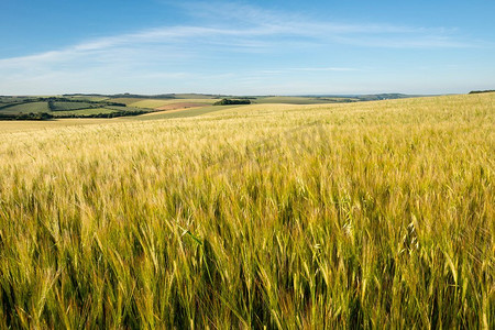 美丽的英国农村风景图像农业领域在柔和的夏季傍晚光