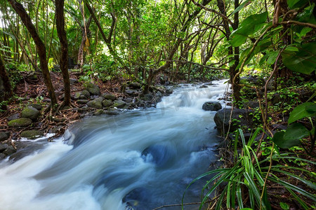 丛林中的小溪。热带雨林里流淌着美丽的溪水。哥斯达黎加、中美洲