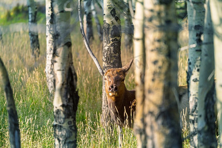 美国科罗拉多州秋天森林中的山公牛麋鹿