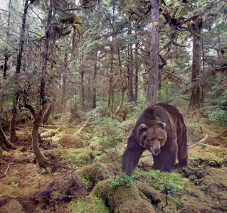 灰熊在树林里散步。棕熊散步