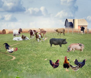 农场鸡摄影照片_农场里的动物农场动物拼贴