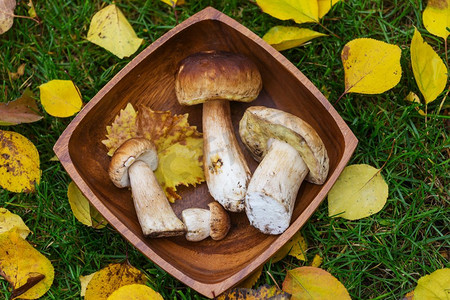 可食用的摄影照片_秋天厨房里有可食用的蘑菇。