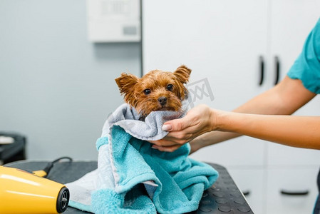 女美容师用毛巾擦拭可爱的小狗，洗涤程序，美容沙龙。泰迪犬美女