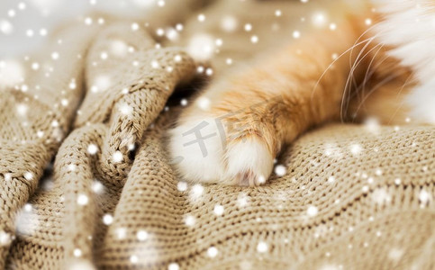 冬天猫摄影照片_宠物，冬天和卫生的概念-雪地上针织毯子上的红色猫爪的特写。雪地上毛毯上的红猫爪子特写