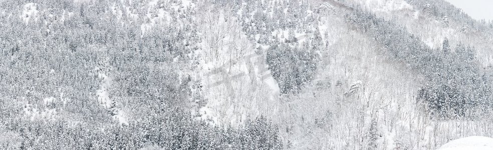 全景树林摄影照片_白川吾中部的松树林冬季景观日本全景