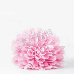 夏天模板摄影照片_粉彩粉红色花朵开花特写在白色背景，与复制空间可用于问候，自然，花园或化妆品概念模板
