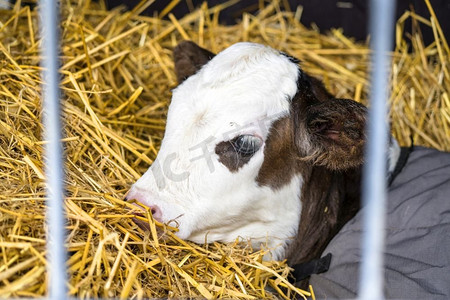 赫里福德小牛放松干草在谷仓包裹在地毯