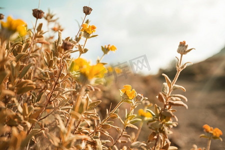 植物自然花草装饰摄影照片_阳光明媚的一天在鲜花草地上。美丽的自然背景。