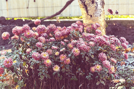 冰冻的花。深秋的早晨，美丽的粉色冰花