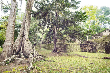 提卡尔中美洲危地马拉提卡尔国家公园著名的古代玛雅寺庙