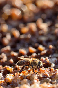 宏蜜蜂在一个蜂巢上的蜂巢