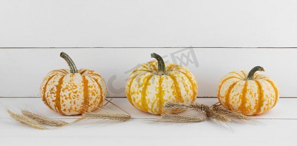 三个橙色的南瓜和麦穗，白色木质背景，万圣节概念。木质背景上的南瓜