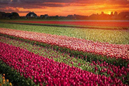 郁金摄影照片_春天，北荷兰的一片粉红色、红色和橙色的郁金香花田。北荷兰的粉色、红色和橙色郁金香田