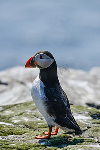 海森摄影照片_美丽的大西洋海雀或Comon海雀Fratercula Arctica在诺森伯兰英格兰在明亮的春日