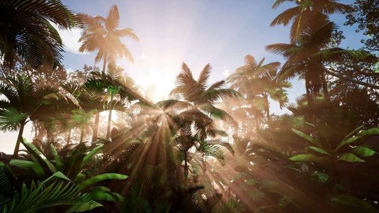 热带树木摄影照片_落日穿过丛林雨林的棕榈树。夕阳西下穿过棕榈树