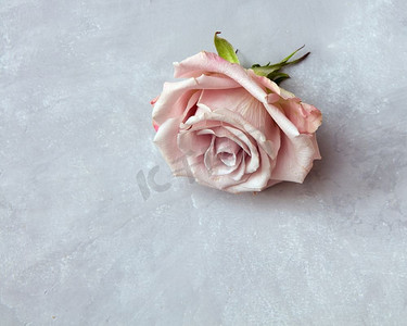 情人玫瑰摄影照片_粉红色玫瑰芽头在一个石头灰色背景。粉红玫瑰花蕾