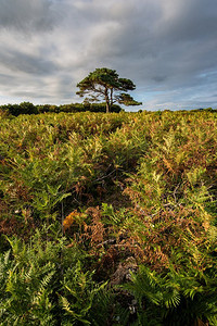 英国新森林国家公园布拉特利风景画美丽的夏日落日景观