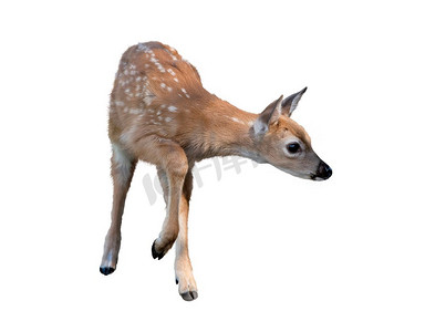 75g小鹿鹿图片
