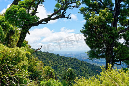 Pirongia山，怀卡托，新西兰。新西兰Pirongia山的风景从山顶附近