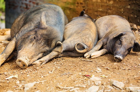 越南猪。越南猪