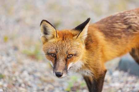 红色狐狸（Vulpes vulpes）的象象在绿色背景在夏季