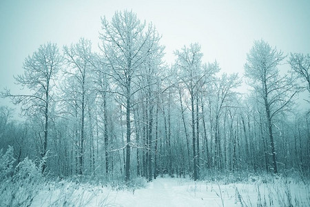 圣诞森林里的白雪冬景