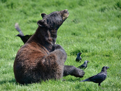 ursus摄影照片_美国黑熊美洲在森林清除景观。美国黑熊Ursus Americanus在郁郁葱葱的森林景观设置