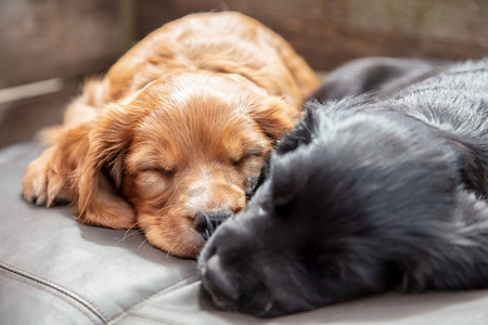 可爱的黑色和棕色的小狗睡在垫子上的阳光下