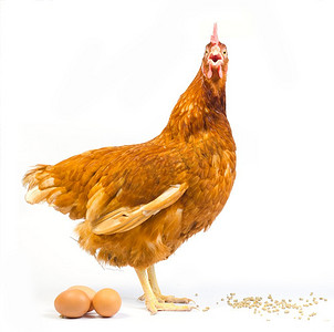 羽毛png透贴摄影照片_全身棕色鸡母鸡，鸡蛋孤立，白色背景