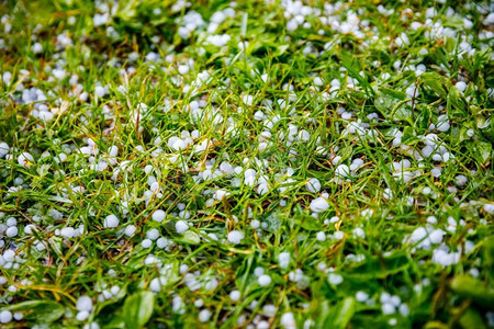 豌豆龙骨汤摄影照片_草地上下着冰雹