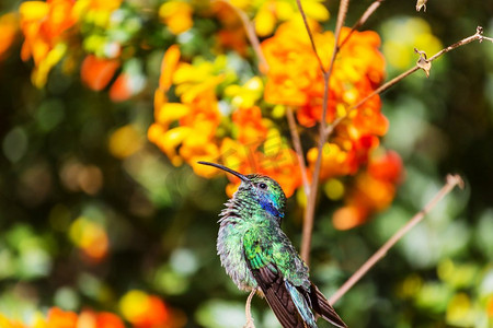 中美洲哥斯达黎加五颜六色的蜂鸟