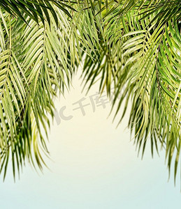 夏日文案摄影照片_热带椰子棕榈叶挂在晴空背景下，夏日背景下有文案空间设计