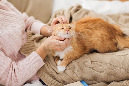 宠物、卫生和人的概念--女主人在家里的床上抚摸红色猫猫的特写。主人在家里的床上抚摸红猫的特写