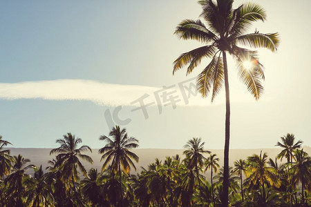 棕榈园。热带岛屿的棕榈树种植园