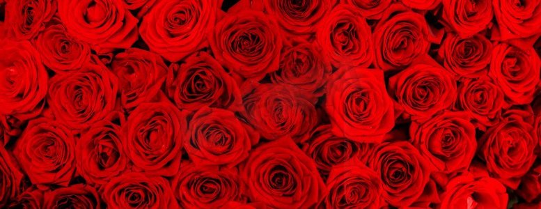 很多红玫瑰的背景，情人节礼物的概念。红玫瑰背景