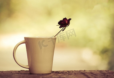 咖啡杯中的玫瑰花复古色彩自然背景