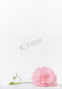 淡粉色的花，白色背景，前视。母亲节、婚礼或喜庆活动的卡片布局或贺卡