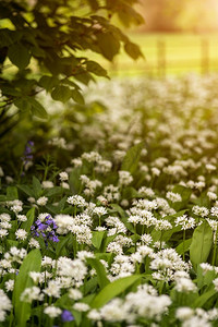 风铃草和野生大蒜美丽的概念新鲜春天风景图象在明亮的发光的阳光的森林