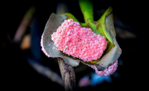 组粉红色蛋苹果钉在植物上的河/淡水贝壳